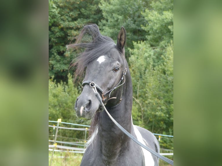 Demi-sang arabe Étalon 12 Ans 157 cm Pinto in Rot an der Rot