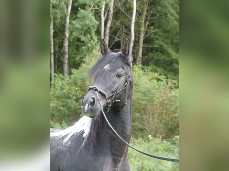 Demi-sang arabe Étalon 12 Ans 157 cm Pinto in Rot an der Rot
