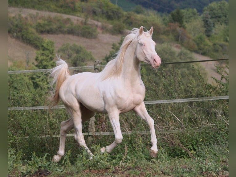 Demi-sang arabe Étalon 13 Ans 158 cm Tobiano-toutes couleurs in Kraichtal