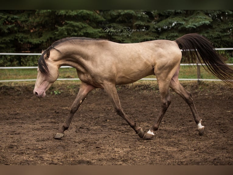 Demi-sang arabe Étalon 16 Ans 148 cm Champagne in Beaumont-Pied-de-Buf