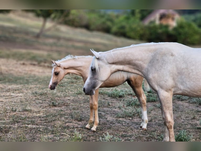 Demi-sang arabe Croisé Étalon 1 Année 131 cm Palomino in Visz