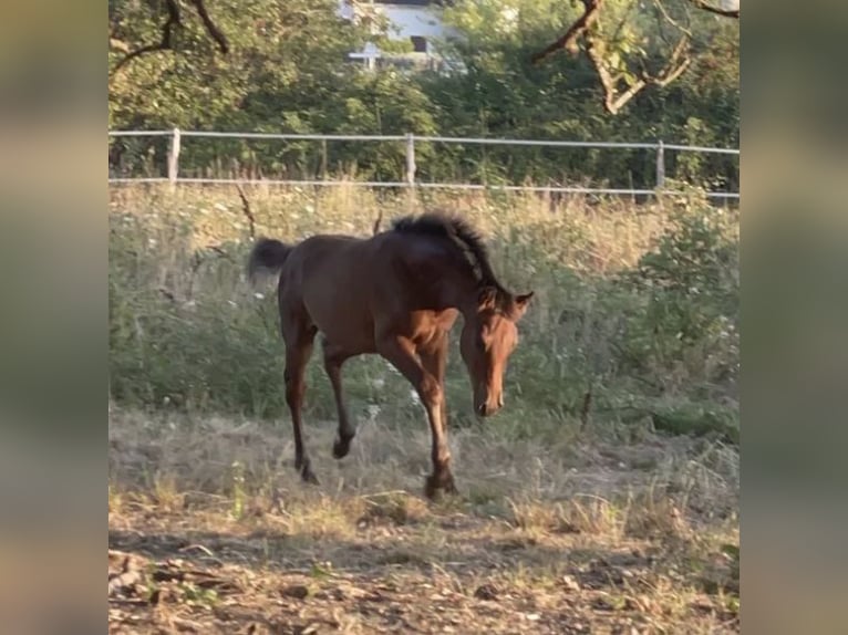 Demi-sang arabe Étalon 1 Année 150 cm Bai in les salles de castillon