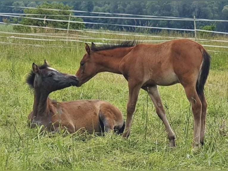 Demi-sang arabe Étalon 1 Année 150 cm Gris in Rosenberg