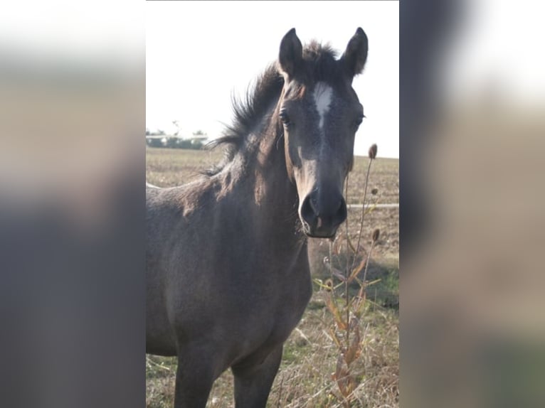 Demi-sang arabe Étalon 1 Année 150 cm Gris in Rosenberg