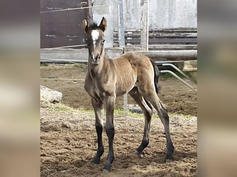 Demi-sang arabe Étalon 1 Année 150 cm Gris in Rosenberg