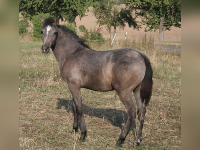 Demi-sang arabe Étalon 1 Année 150 cm Gris in Rosenberg