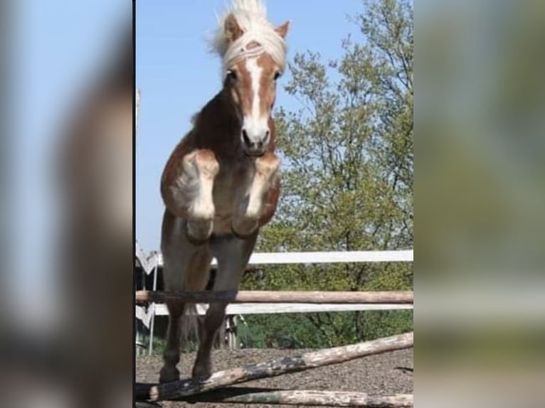 Demi-sang arabe Étalon 1 Année 150 cm Gris in Rosenberg