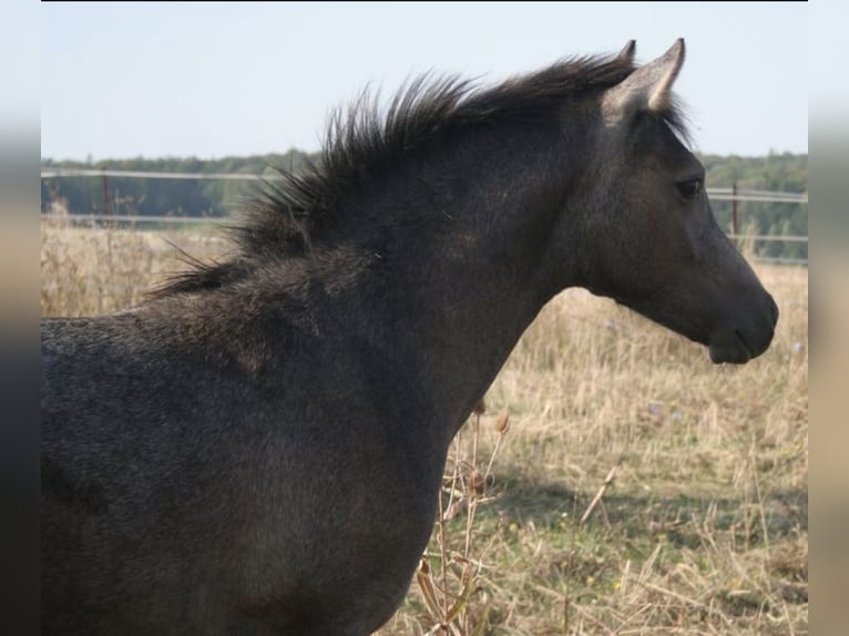 Demi-sang arabe Étalon 1 Année 150 cm Gris in Rosenberg