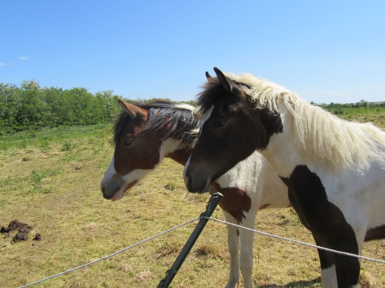 Demi-sang arabe Étalon 1 Année 150 cm Tobiano-toutes couleurs in Nordborg