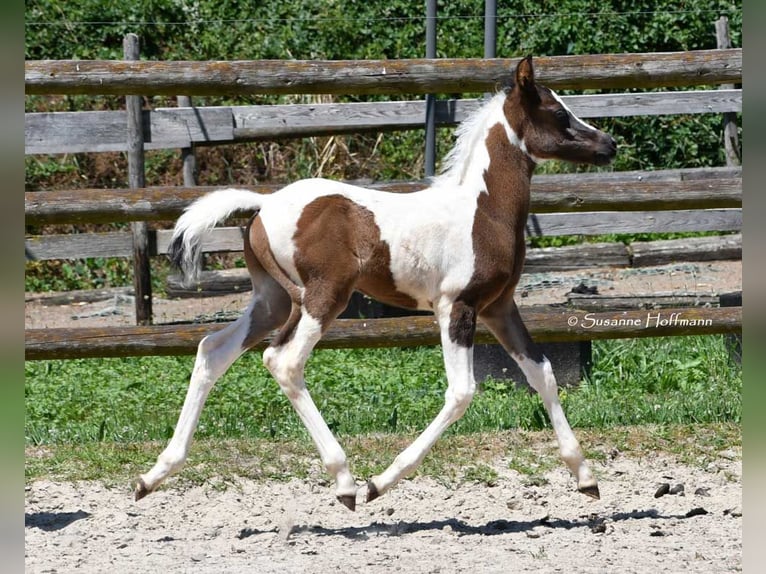 Demi-sang arabe Étalon 1 Année 153 cm Tovero-toutes couleurs in Mörsdorf
