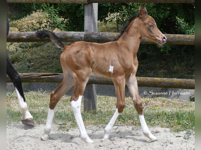 Demi-sang arabe Étalon 1 Année 155 cm Champagne in Mörsdorf