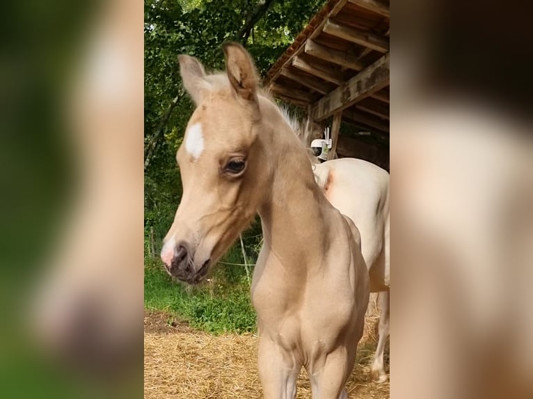 Demi-sang arabe Étalon 1 Année 155 cm Tobiano-toutes couleurs in Lalinde