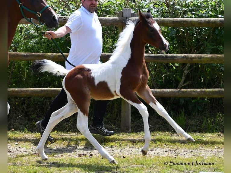 Demi-sang arabe Étalon 1 Année 156 cm Tobiano-toutes couleurs in Mörsdorf