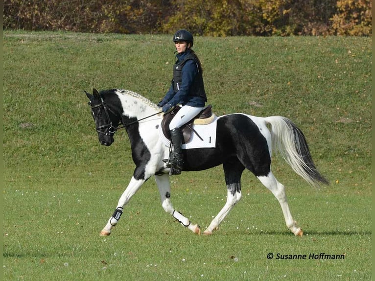 Demi-sang arabe Étalon 1 Année 156 cm Tobiano-toutes couleurs in Mörsdorf