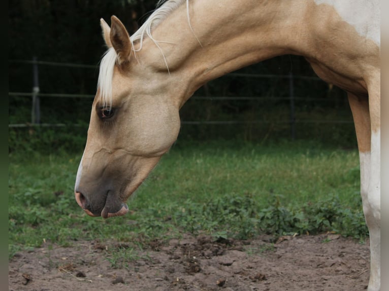 Demi-sang arabe Étalon 1 Année 162 cm Palomino in Lüdersdorf