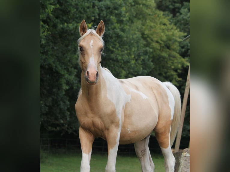 Demi-sang arabe Étalon 1 Année 162 cm Palomino in Lüdersdorf