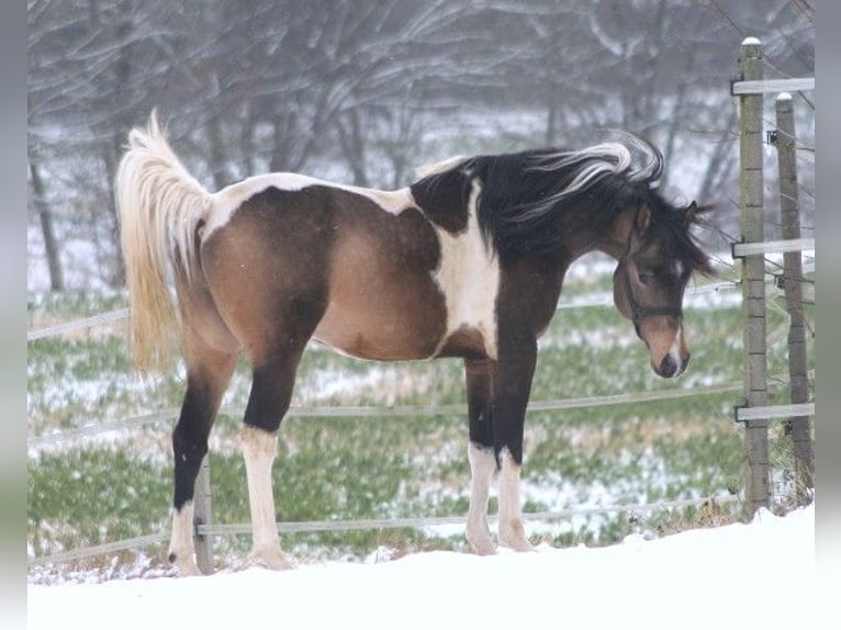 Demi-sang arabe Étalon 23 Ans 156 cm Buckskin in Kraichtal