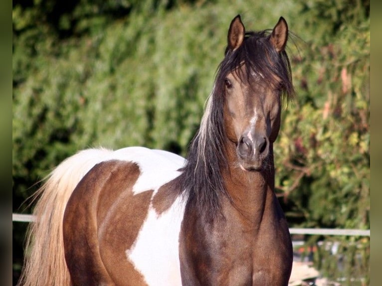 Demi-sang arabe Étalon 23 Ans 156 cm Buckskin in Kraichtal
