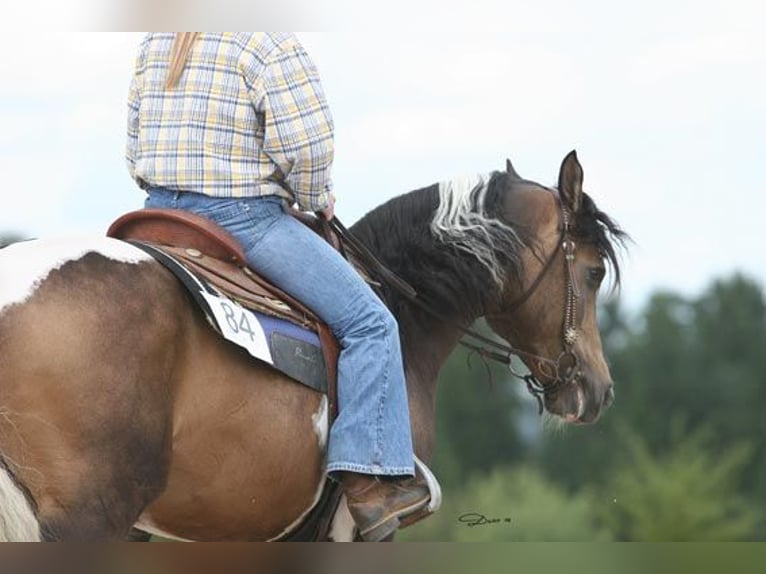 Demi-sang arabe Étalon 23 Ans 156 cm Buckskin in Kraichtal
