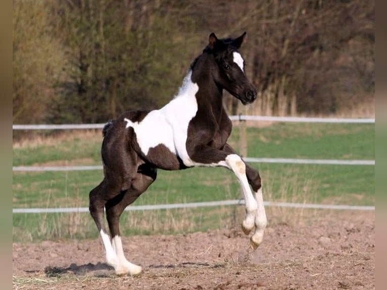 Demi-sang arabe Étalon 23 Ans 156 cm Buckskin in Kraichtal