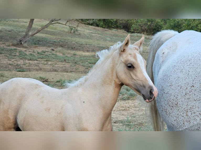 Demi-sang arabe Croisé Étalon 2 Ans 131 cm Gris in Visz