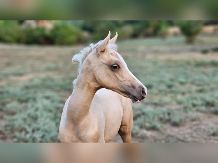 Demi-sang arabe Croisé Étalon 2 Ans 131 cm Gris in Visz