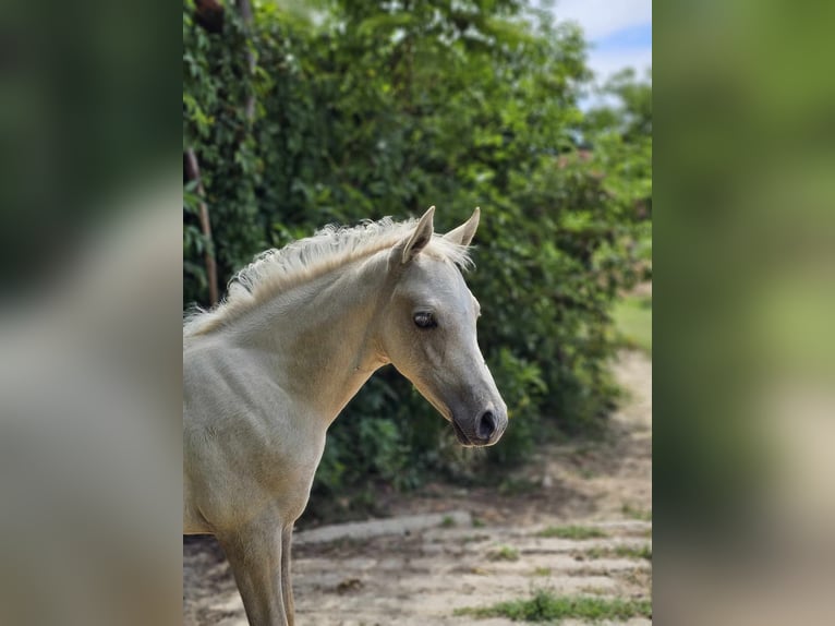 Demi-sang arabe Croisé Étalon 2 Ans 131 cm Gris in Visz