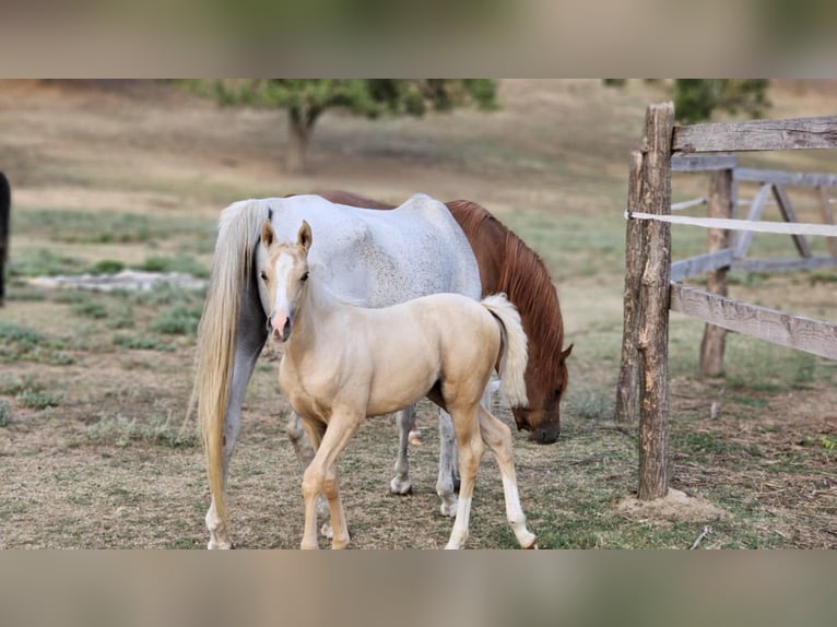 Demi-sang arabe Croisé Étalon 2 Ans 131 cm Gris in Visz