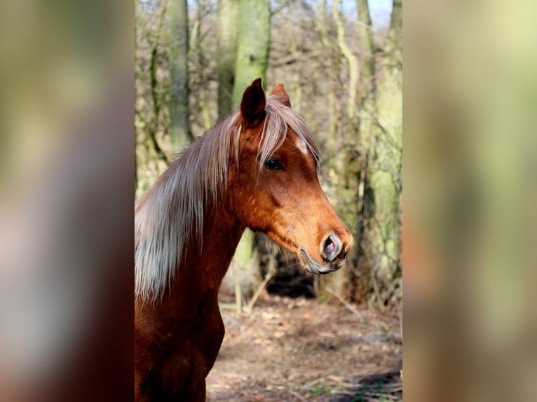 Demi-sang arabe Étalon 2 Ans 152 cm Alezan in Löwenberger Land
