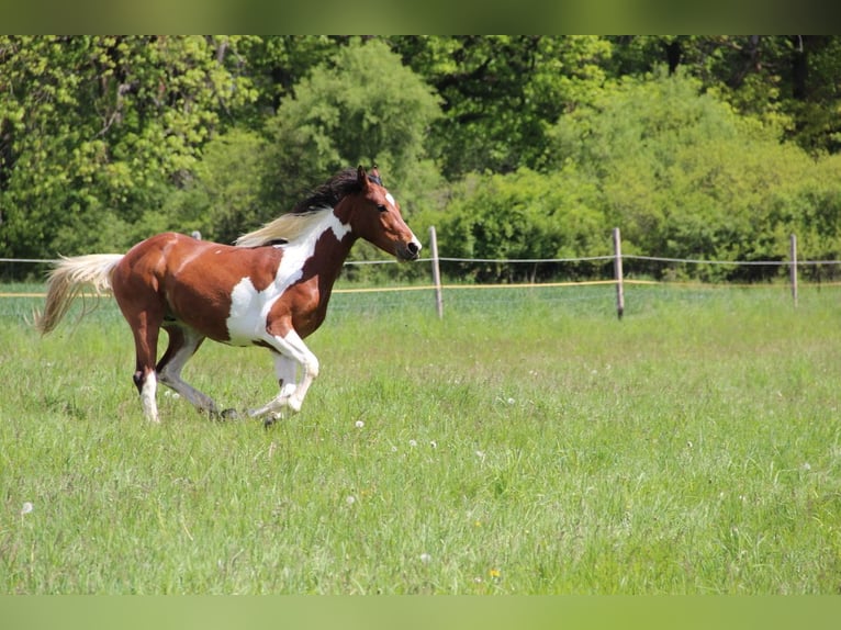 Demi-sang arabe Étalon 2 Ans 154 cm  in Blankenhain