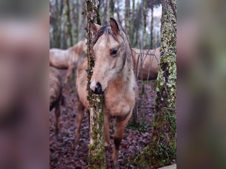 Demi-sang arabe Étalon 2 Ans 155 cm Tobiano-toutes couleurs in Badefols-sur-Dordogne