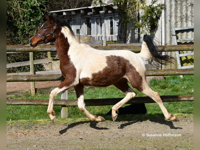 Demi-sang arabe Étalon 2 Ans 156 cm Tobiano-toutes couleurs in Mörsdorf