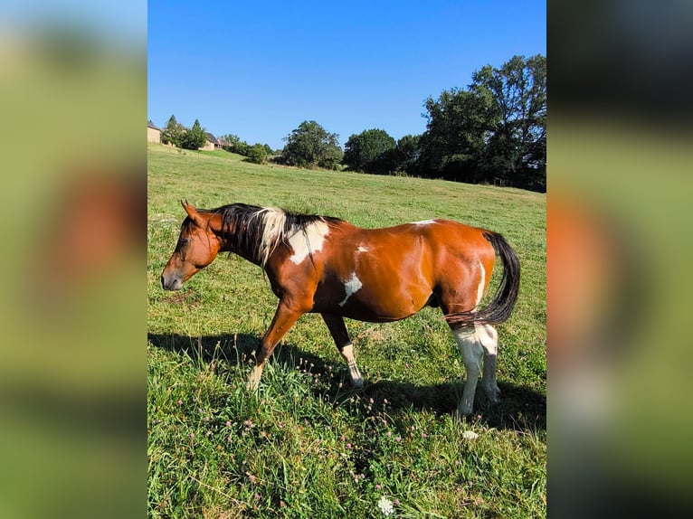 Demi-sang arabe Étalon 3 Ans 155 cm Tobiano-toutes couleurs in Saint-Martial-Entraygues