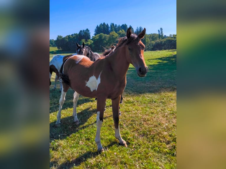 Demi-sang arabe Étalon 3 Ans 155 cm Tobiano-toutes couleurs in Saint-Martial-Entraygues