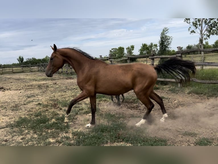 Demi-sang arabe Croisé Étalon 3 Ans 156 cm Bai cerise in Földes
