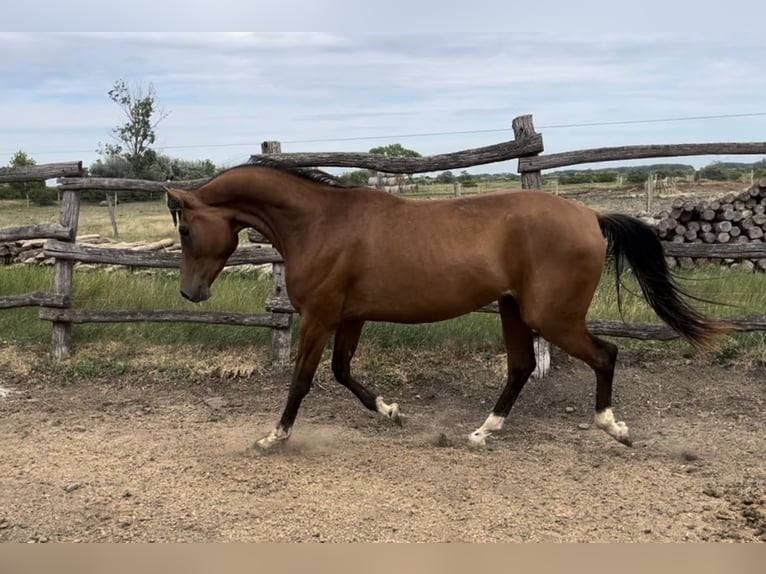 Demi-sang arabe Croisé Étalon 3 Ans 156 cm Bai cerise in Földes