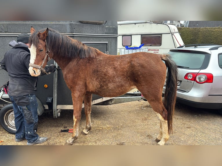 Demi-sang arabe Étalon 4 Ans 147 cm Rouan Rouge in Rotenburg an der Fulda