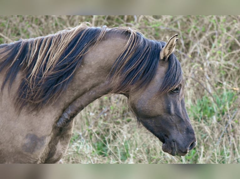 Demi-sang arabe Étalon 4 Ans 154 cm Grullo in Férel