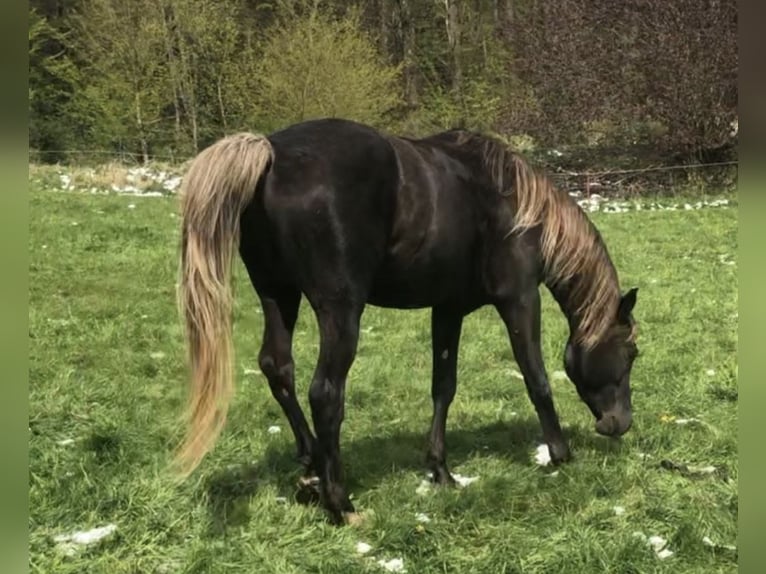 Demi-sang arabe Étalon 5 Ans 156 cm in Haunetal