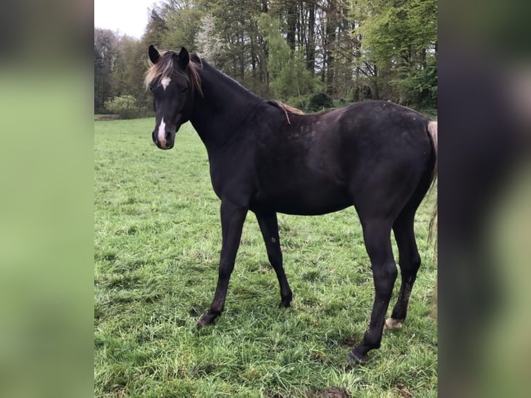 Demi-sang arabe Étalon 5 Ans 156 cm in Haunetal