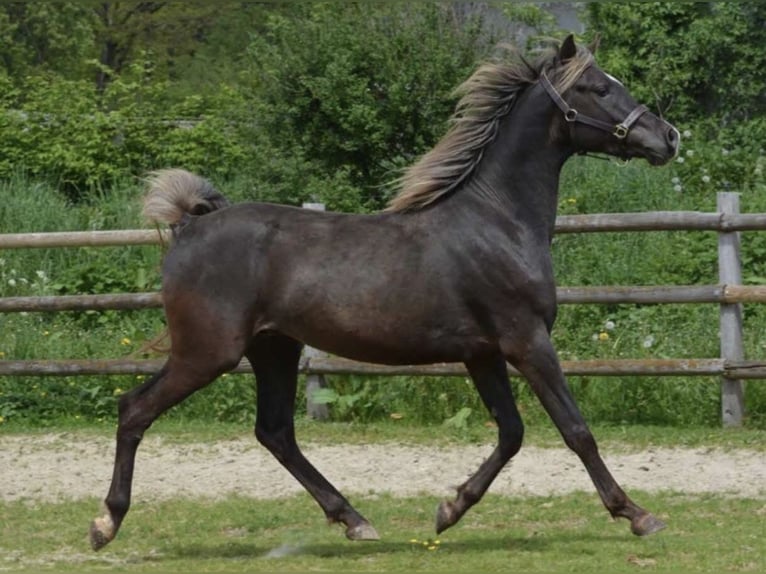 Demi-sang arabe Étalon 5 Ans 156 cm in Haunetal