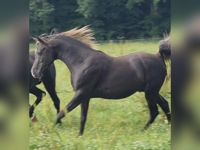 Demi-sang arabe Étalon 5 Ans 156 cm in Haunetal