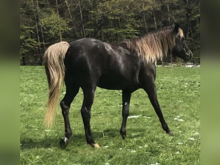 Demi-sang arabe Étalon 5 Ans 156 cm in Haunetal
