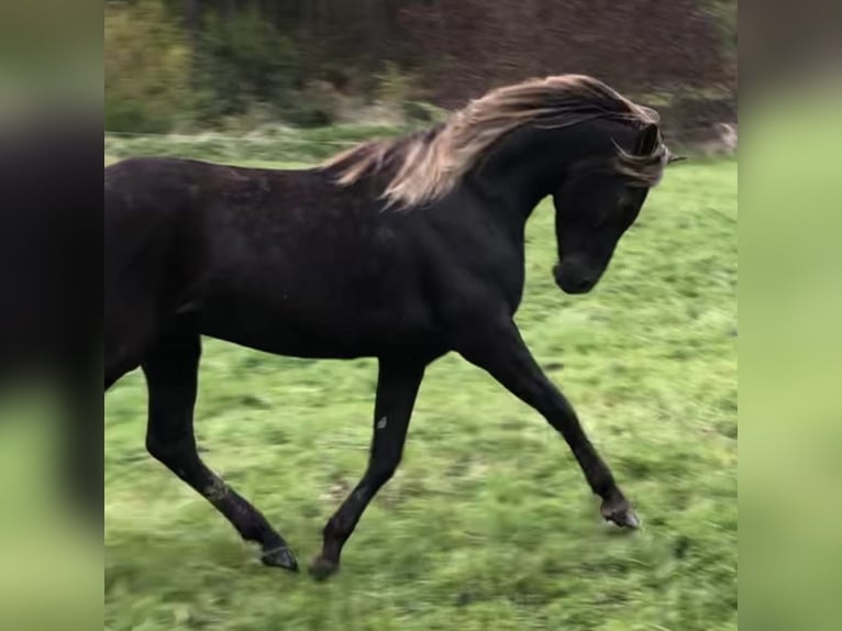 Demi-sang arabe Étalon 5 Ans 156 cm in Haunetal