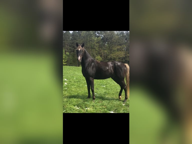 Demi-sang arabe Étalon 5 Ans 156 cm in Haunetal