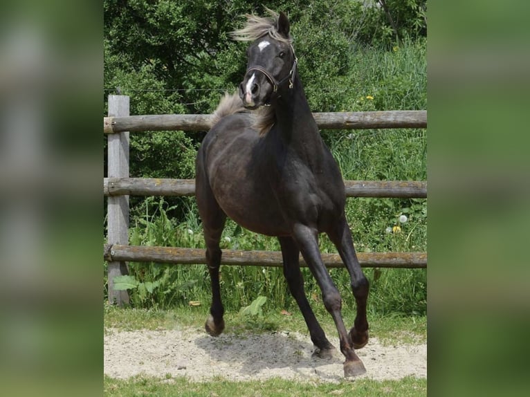 Demi-sang arabe Étalon 5 Ans 156 cm in Haunetal