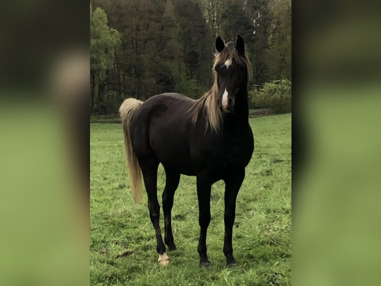 Demi-sang arabe Étalon 5 Ans 156 cm in Haunetal