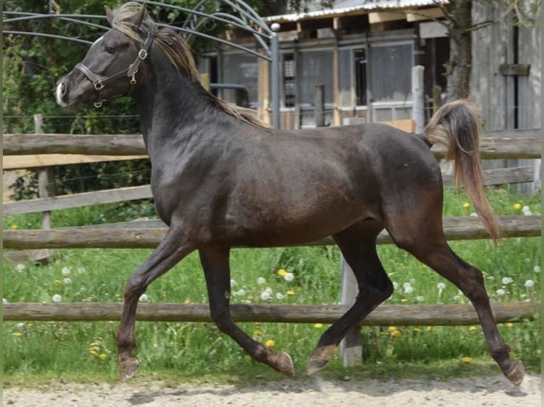 Demi-sang arabe Étalon 5 Ans 156 cm in Haunetal