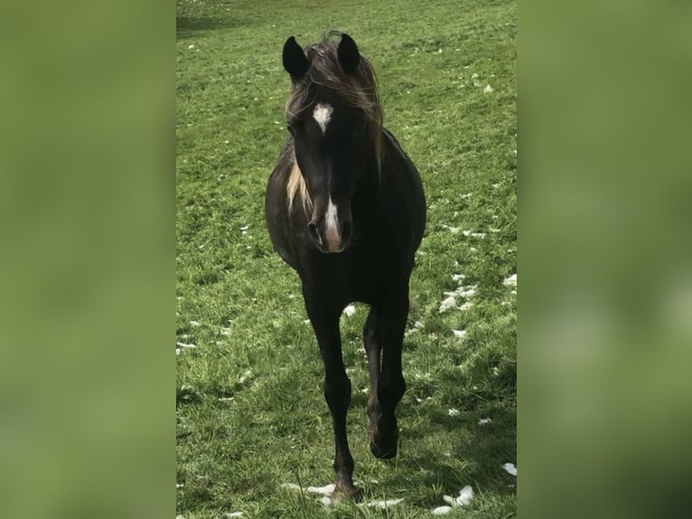 Demi-sang arabe Étalon 5 Ans 156 cm in Haunetal