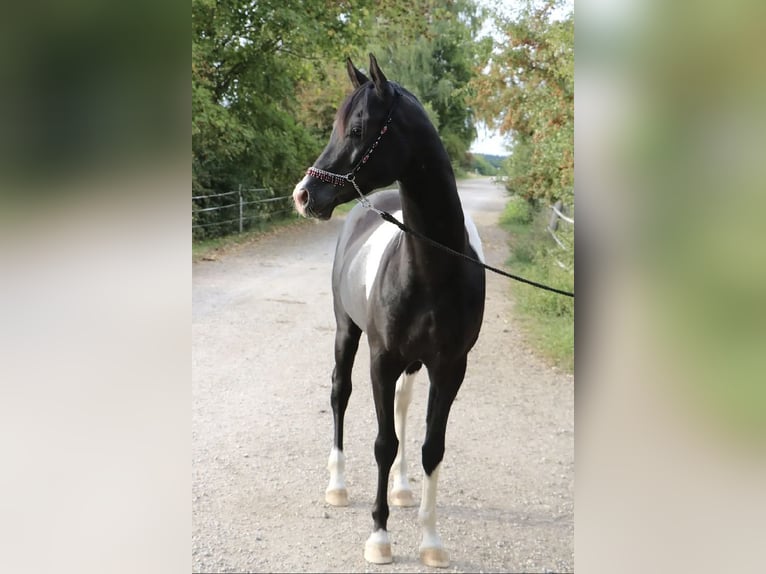 Demi-sang arabe Étalon 6 Ans 152 cm Tobiano-toutes couleurs in Kösching